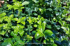 Pachysandra terminalis 'Green Sheen'®