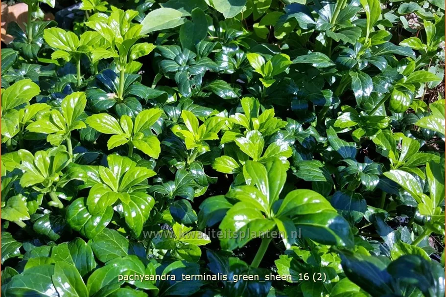 Pachysandra terminalis 'Green Sheen'®