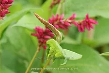 Persicaria amplexicaulis pendula