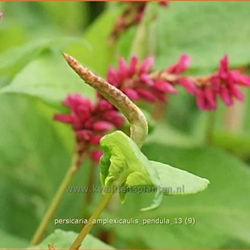 Persicaria amplexicaulis pendula