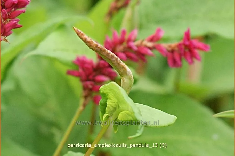 Persicaria amplexicaulis pendula