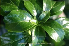 Pachysandra terminalis 'Green Sheen'®