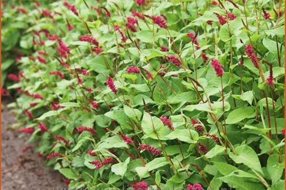 Persicaria amplexicaulis pendula