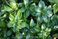 Pachysandra terminalis 'Green Sheen'®