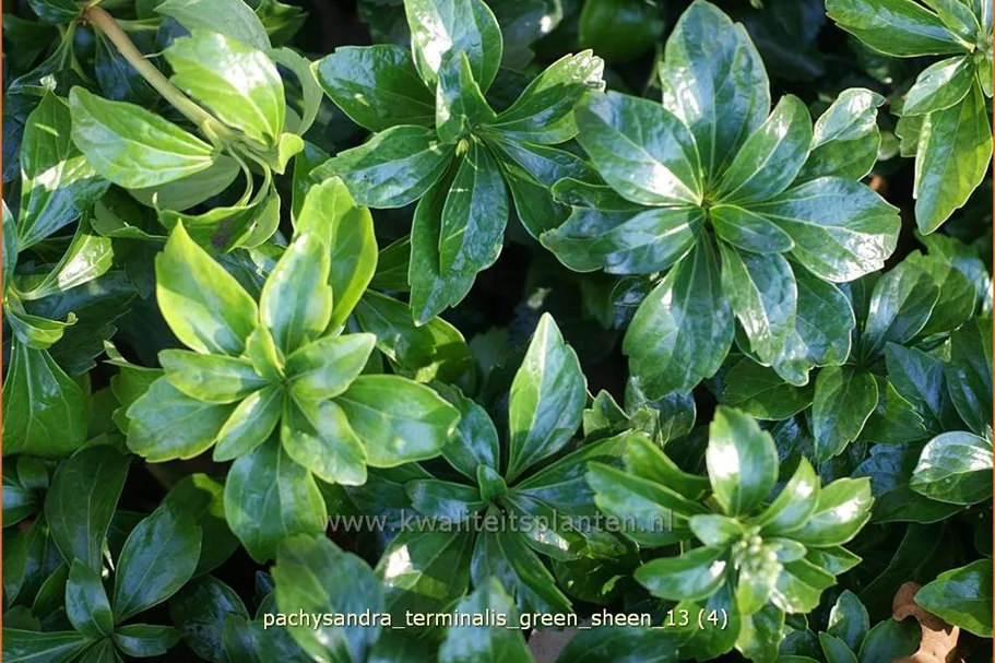 Pachysandra terminalis 'Green Sheen'®