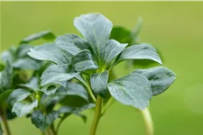 Pachysandra terminalis 'Green Sheen'®