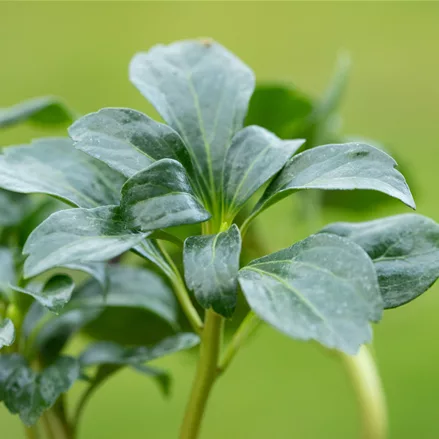 Pachysandra terminalis 'Green Sheen'®