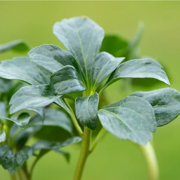 Pachysandra terminalis 'Green Sheen'®
