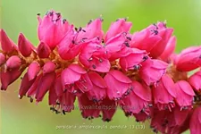 Persicaria amplexicaulis pendula