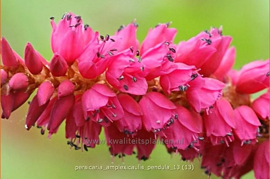 Persicaria amplexicaulis pendula