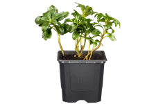 Pachysandra terminalis 'Green Sheen'®