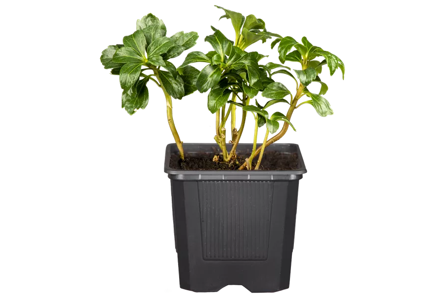 Pachysandra terminalis 'Green Sheen'®