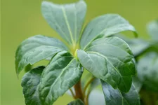 Pachysandra terminalis 'Green Sheen'®