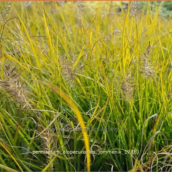 Pennisetum alopecuroides 'Jommenik'