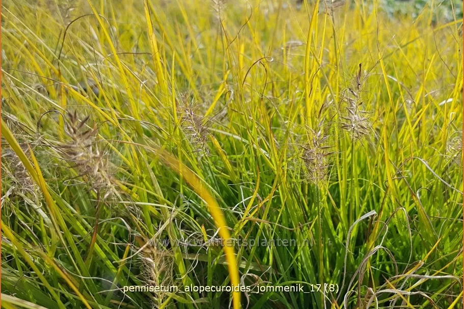 Pennisetum alopecuroides 'Jommenik'