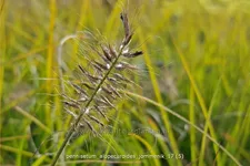 Pennisetum alopecuroides 'Jommenik'