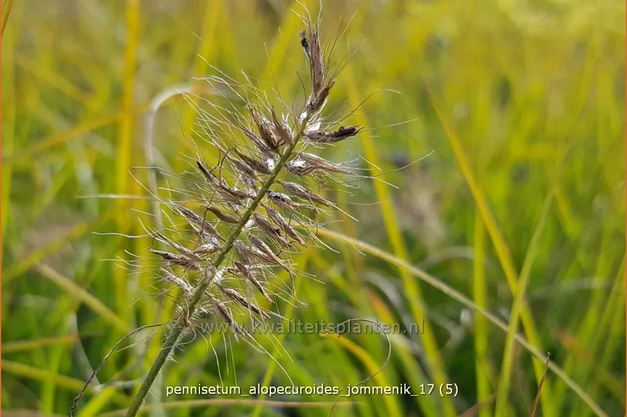 Pennisetum alopecuroides 'Jommenik'