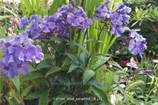 Phlox paniculata 'Blue Paradise'