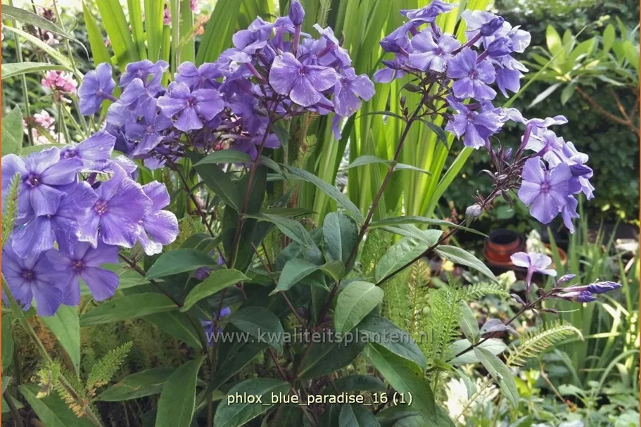 Phlox paniculata 'Blue Paradise'