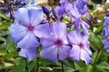 Phlox paniculata 'Blue Paradise'