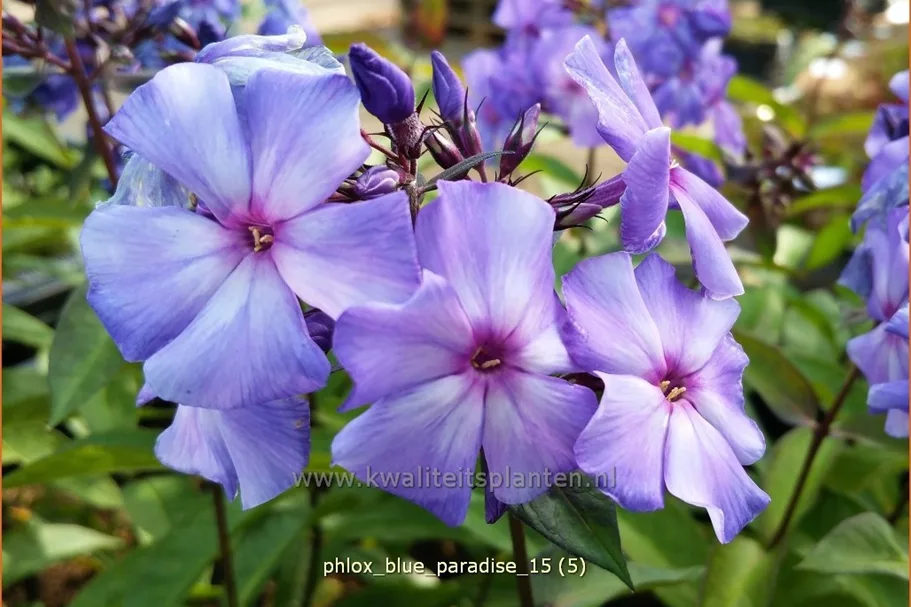 Phlox paniculata 'Blue Paradise'