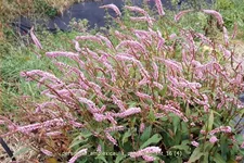 Persicaria amplexicaulis 'Pink Elephant'