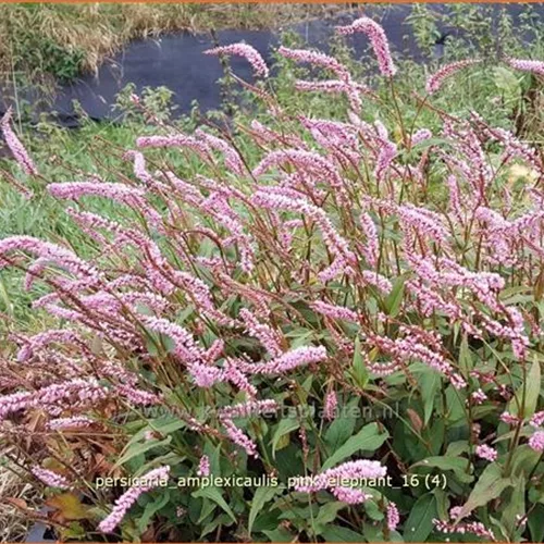 Persicaria amplexicaulis 'Pink Elephant'