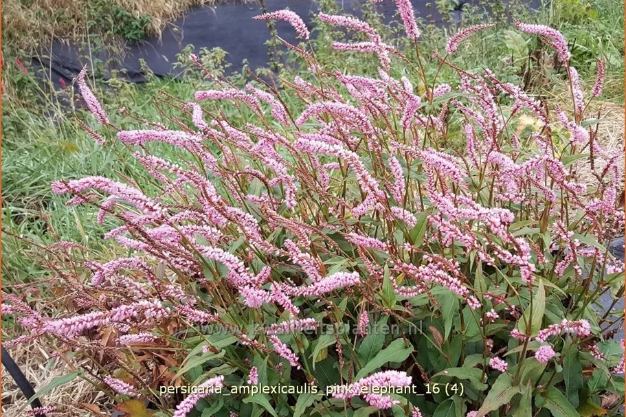 Persicaria amplexicaulis 'Pink Elephant'