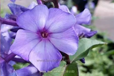Phlox paniculata 'Blue Paradise'