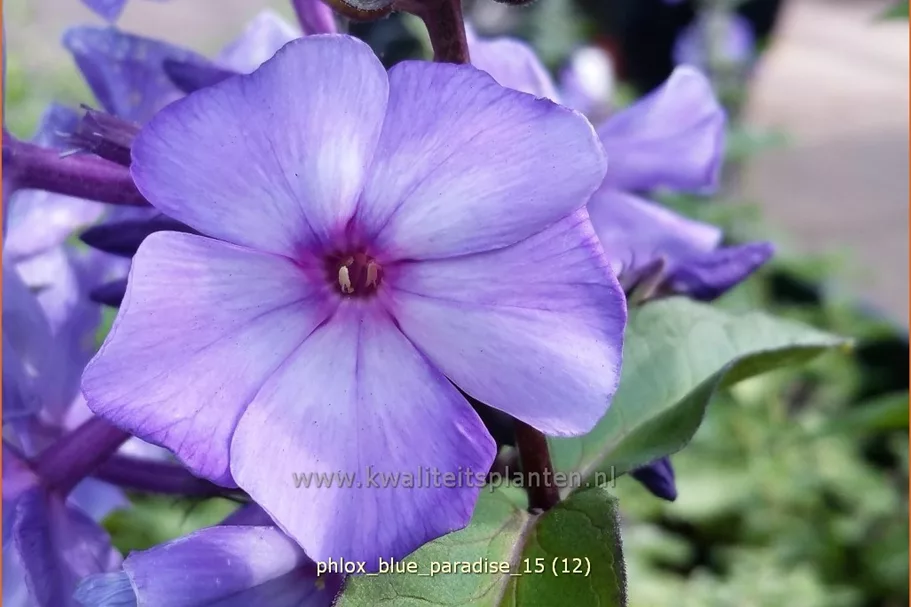 Phlox paniculata 'Blue Paradise'