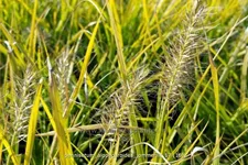 Pennisetum alopecuroides 'Jommenik'
