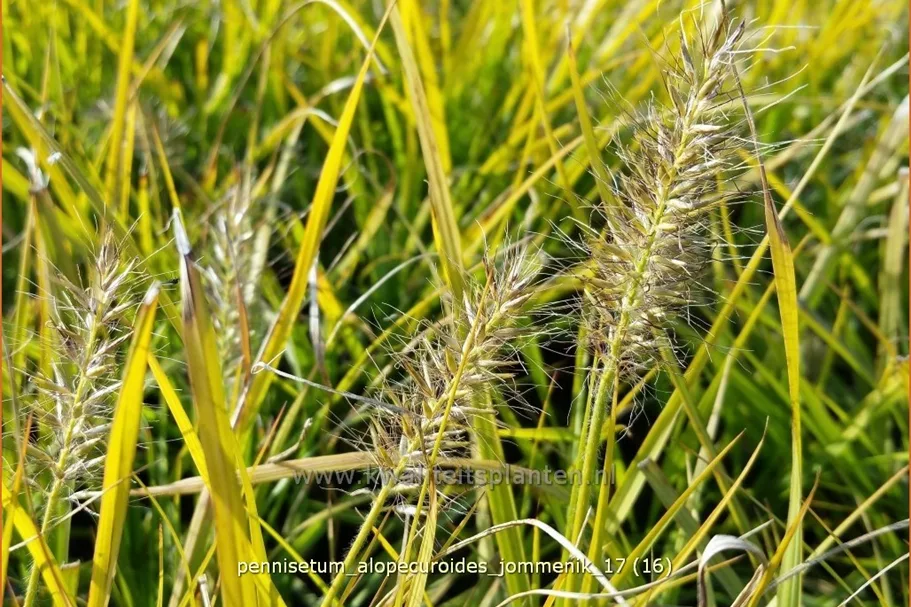 Pennisetum alopecuroides 'Jommenik'