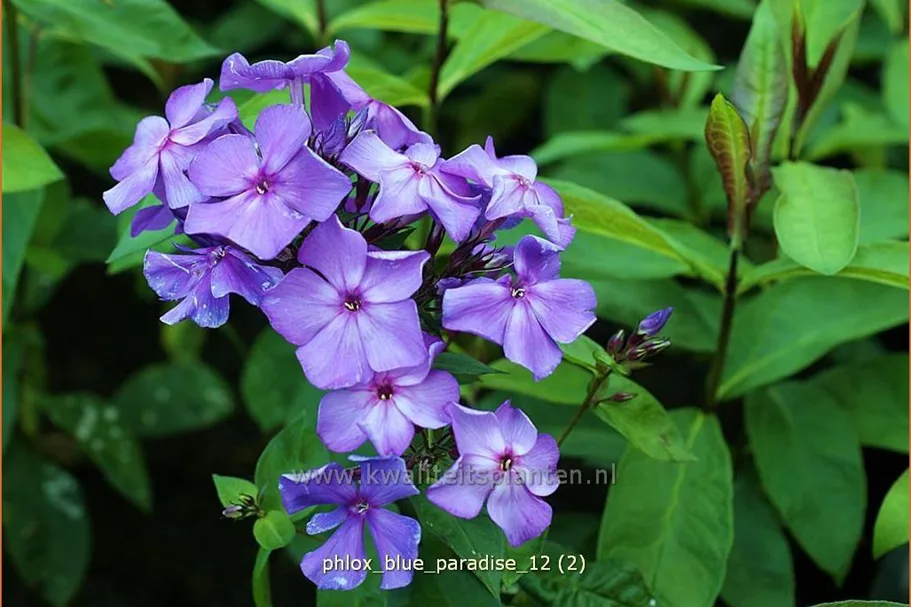 Phlox paniculata 'Blue Paradise'