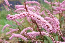 Persicaria amplexicaulis 'Pink Elephant'