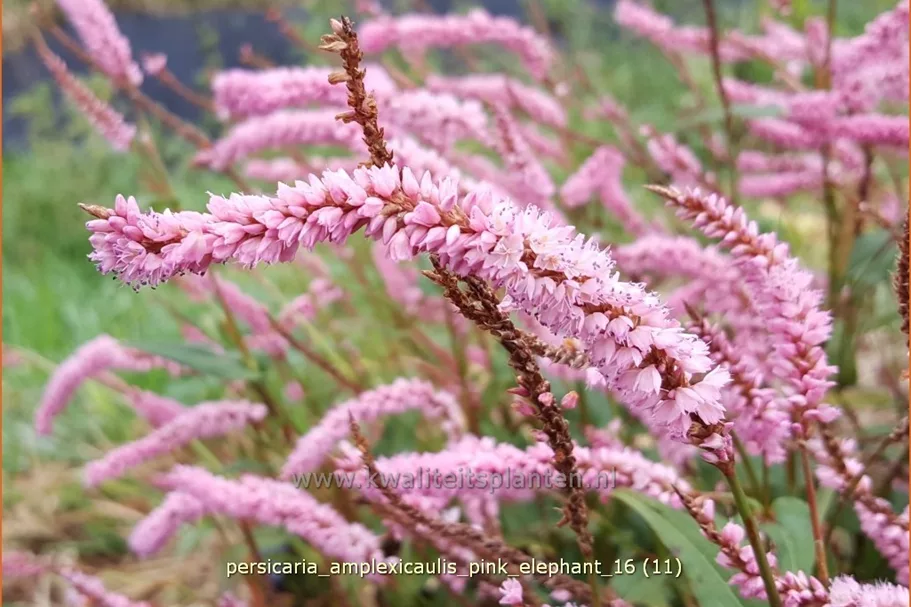 Persicaria amplexicaulis 'Pink Elephant'
