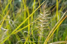 Pennisetum alopecuroides 'Jommenik'