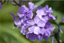 Phlox paniculata 'Blue Paradise'