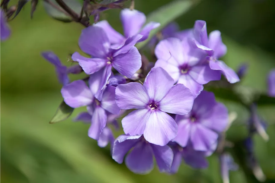 Phlox paniculata 'Blue Paradise'