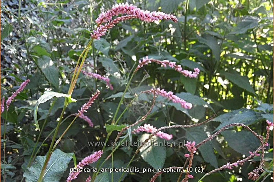 Persicaria amplexicaulis 'Pink Elephant'