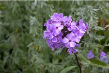 Phlox paniculata 'Blue Paradise'