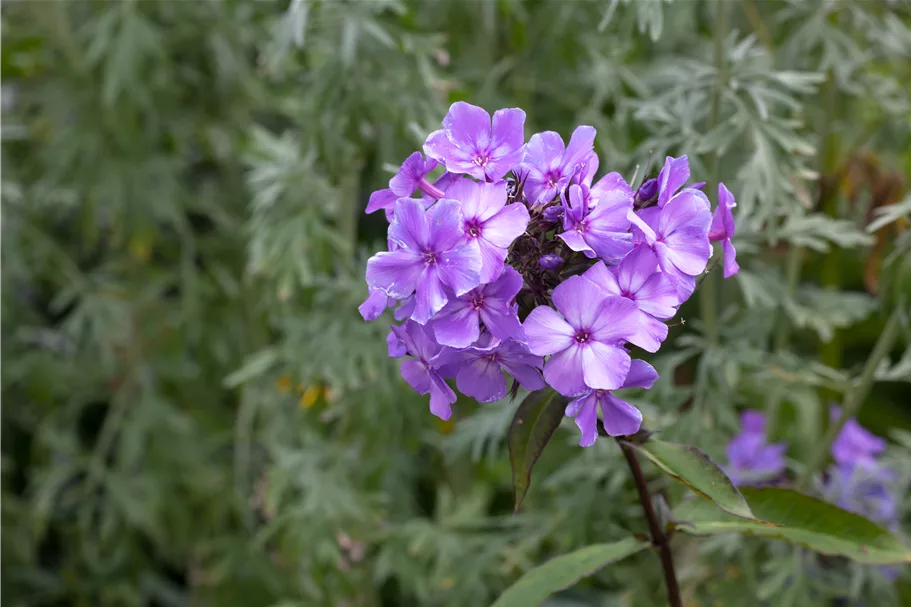 Phlox paniculata 'Blue Paradise'