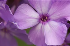 Phlox paniculata 'Blue Paradise'