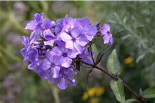 Phlox paniculata 'Blue Paradise'