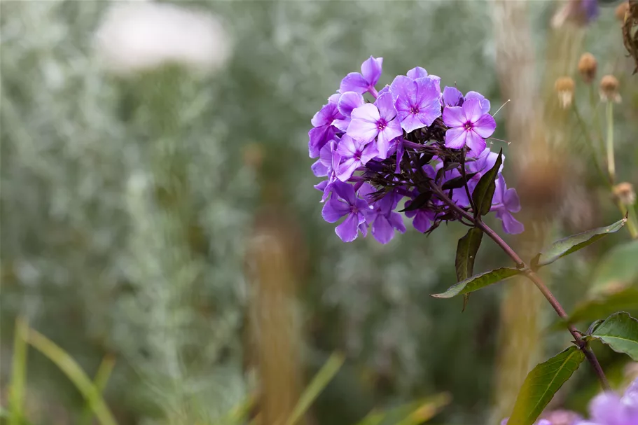 Phlox paniculata 'Blue Paradise'