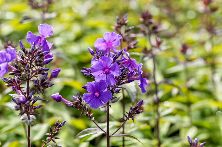 Phlox paniculata 'Blue Paradise'