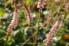 Persicaria amplexicaulis 'Pink Mist'