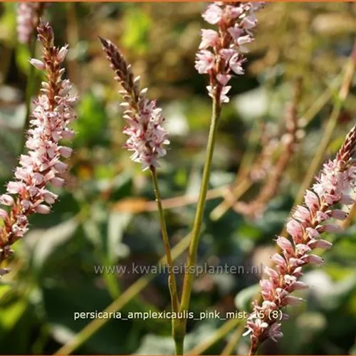 Persicaria amplexicaulis 'Pink Mist'