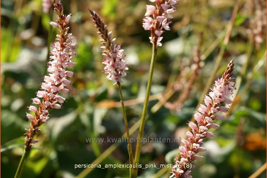 Persicaria amplexicaulis 'Pink Mist'