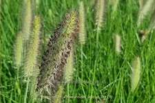 Pennisetum alopecuroides 'Lady U'