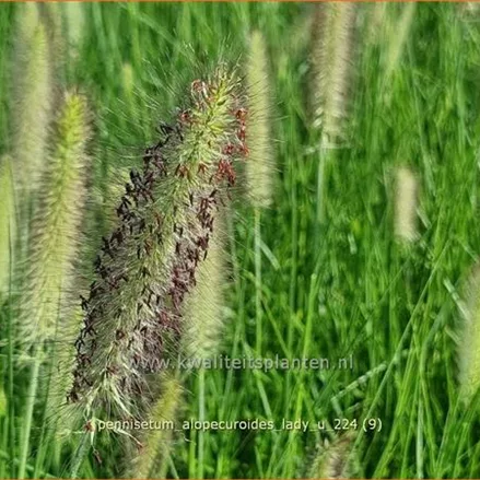 Pennisetum alopecuroides 'Lady U'